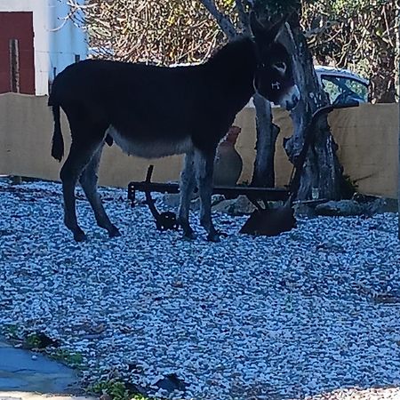 Casa Janeiro Alentejo Villa Portalegre Kültér fotó