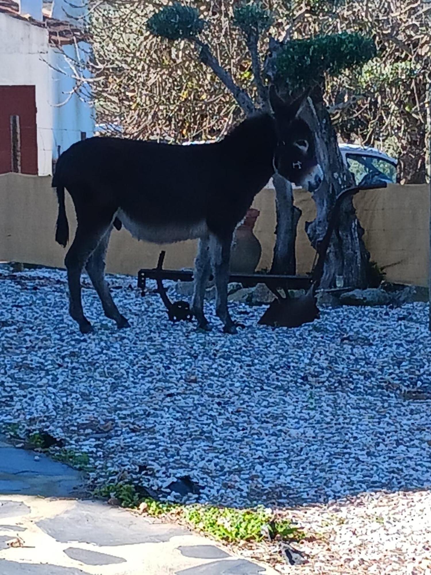 Casa Janeiro Alentejo Villa Portalegre Kültér fotó